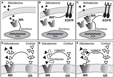 Cardiac Mineralocorticoid Receptor and the Na+/H+ Exchanger: Spilling the Beans